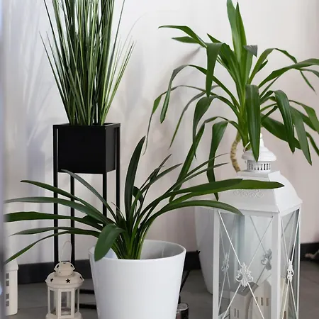 Goscinne Fuksja Nowecin