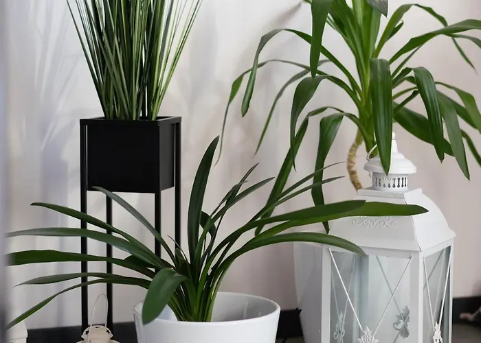 Goscinne Fuksja Nowecin